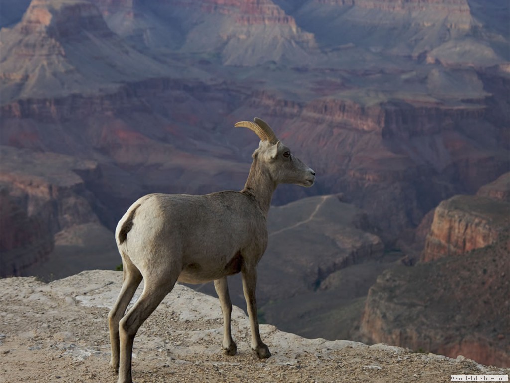 16 Mountain-goat-Bighorn-Grand-Canyon